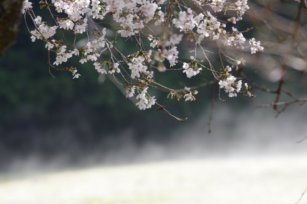160409桜.jpg