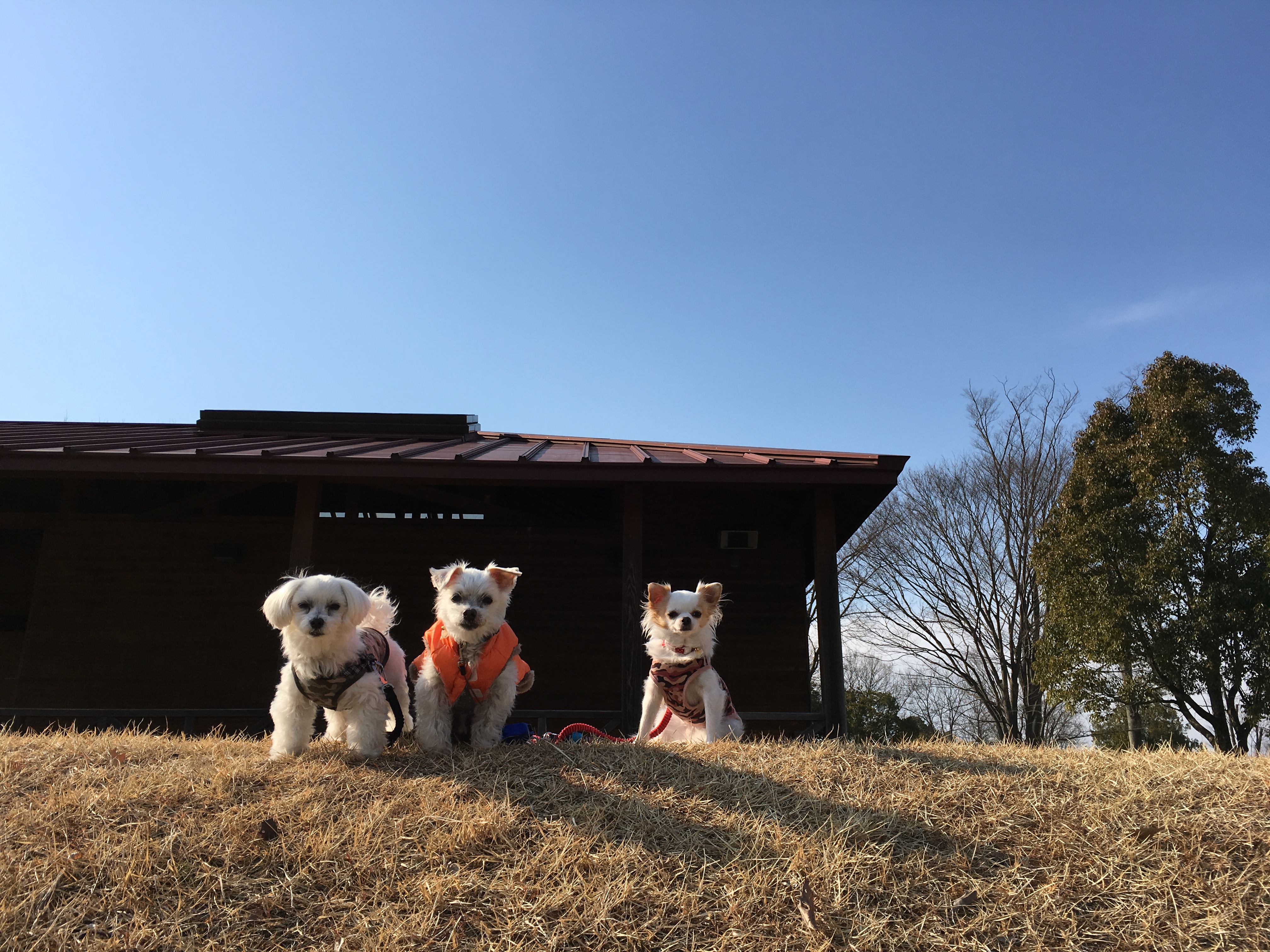 201602092304_2306_iphone.jpg