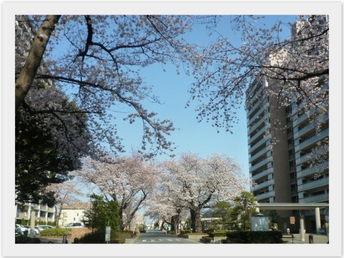 s-2017-04-04桜2.jpg