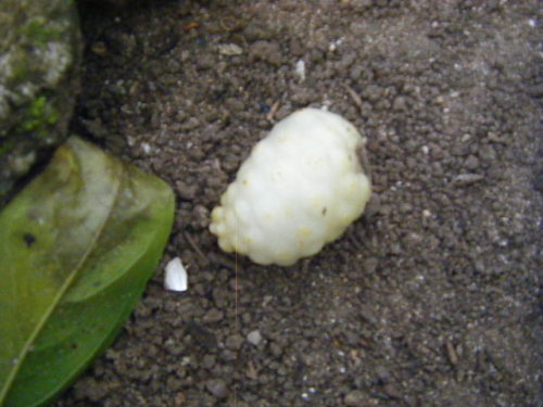 グアム旅行 リナラカルチャーパーク (4).JPG