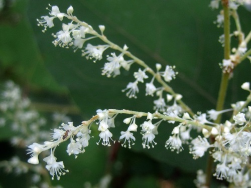 イタドリの花 秋の昭和記念公園での自然観察 その24 しろうと自然科学者の自然観察日記 楽天ブログ