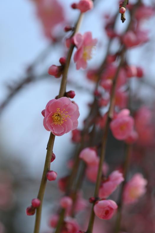 DSC_032786.JPG