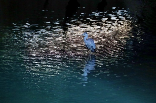 CJ9I1893 (640x424).jpg