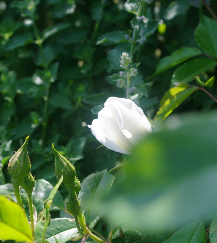 IMGP0611.JPG