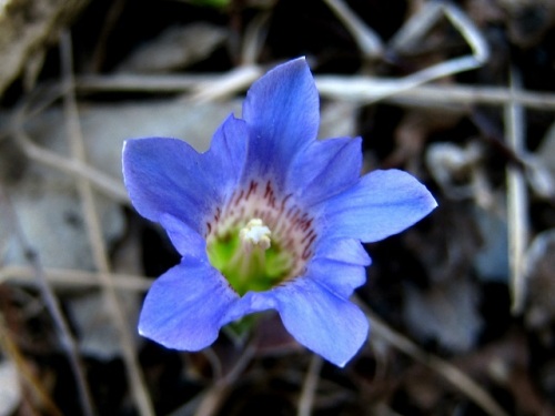 フデリンドウの青紫の小さな花 フデリンドウの名は 花の閉じた形が筆の穂先に似ていることから名づけられました しろうと自然科学者の自然観察日記 楽天ブログ