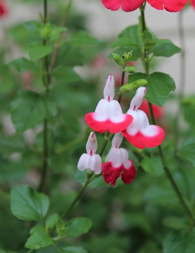 チェリーセージ (2).JPG