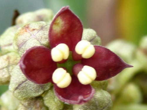 アオキの花 雄株の雄花 春 3月下旬 4月初旬 の高尾山での自然観察 その11 しろうと自然科学者の自然観察日記 楽天ブログ