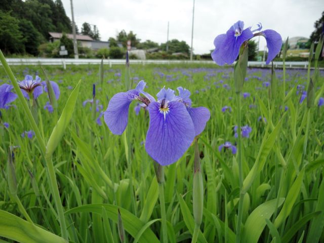 170601nasuhiougiayame2.jpg