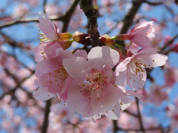 しだれ桜の里 (2).jpg