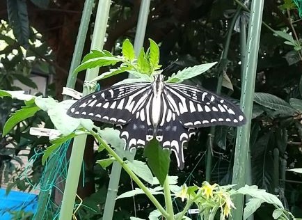DSC_0776.JPG