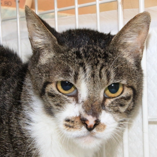 家族紹介用画像フォルダ