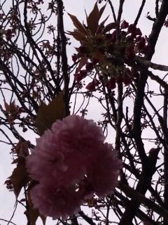 八重桜咲き始め_4月6日