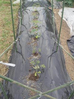 03トマトの定植（雨よけ栽培）