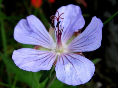 美幌峠で見つけたエゾフウロの花 ハクサンフウロの変種です 北海道で出合った植物 その1 しろうと自然科学者の自然観察日記 楽天ブログ