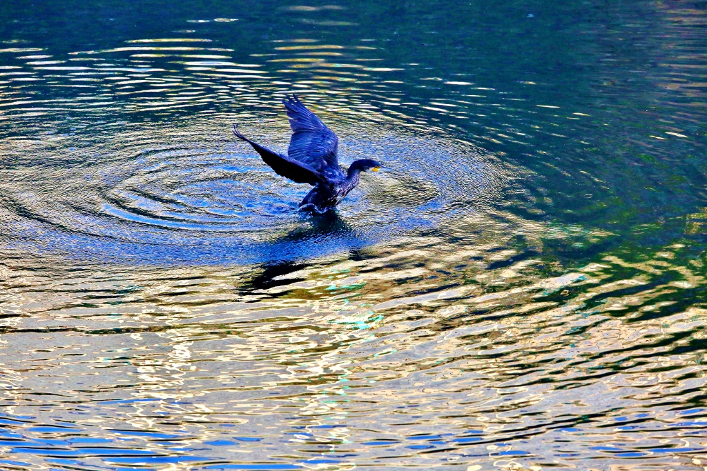 B97A5991 (1024x683).jpg