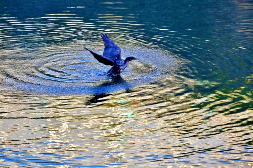 B97A5991 (1024x683).jpg