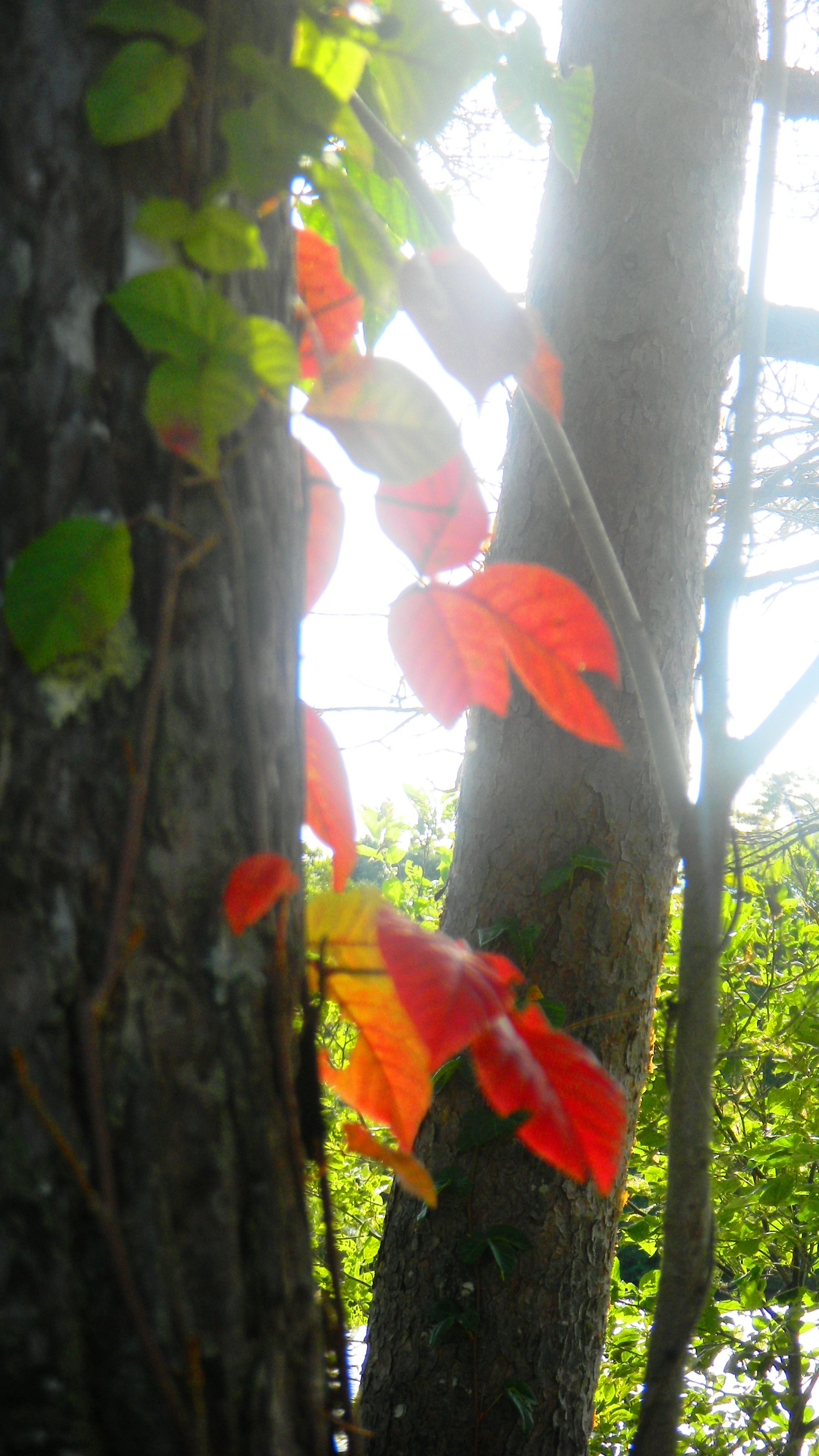 055れんげ沼 (3)(V.2012_10_01__09_17_54).jpg