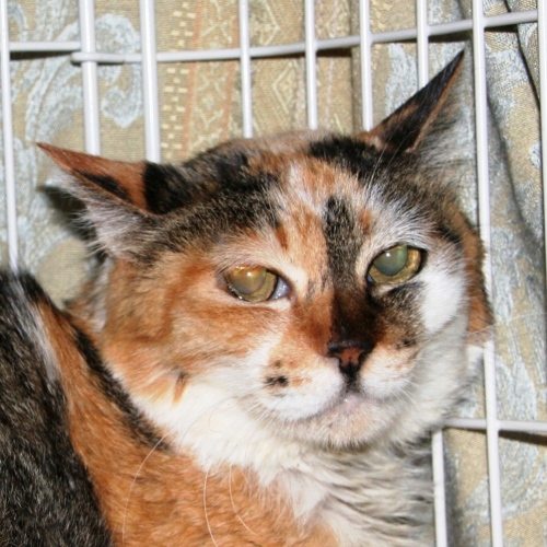 家族紹介用画像フォルダ