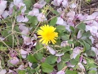 桜絨毯に蒲公英2018