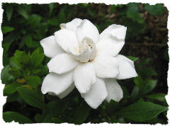 1206クチナシの花.jpg