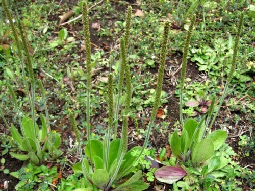 ツボミオオバコの花 ツボミオオバコ 蕾大葉子 の名は 花冠裂片が開かず いつまでも蕾のように見えることから名づけられたそうです しろうと自然科学者の自然観察日記 楽天ブログ