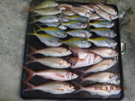 釣果_512.jpg