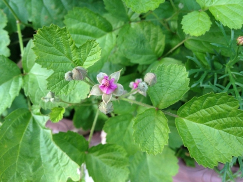 IMG_8933 (640x480).jpg