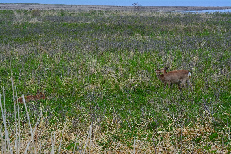 DSC_0002.jpg