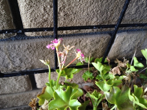 IMG_2588 (640x480).jpg