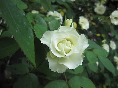 IMG_ri181.JPG