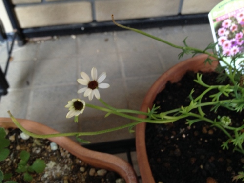 IMG_9362 (640x480).jpg