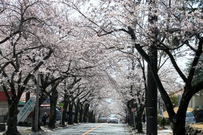 満開になった桜並木.JPG