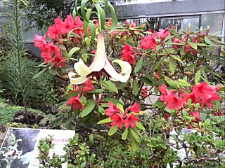 咲くやこの花館　高山性植物エリア２.jpg