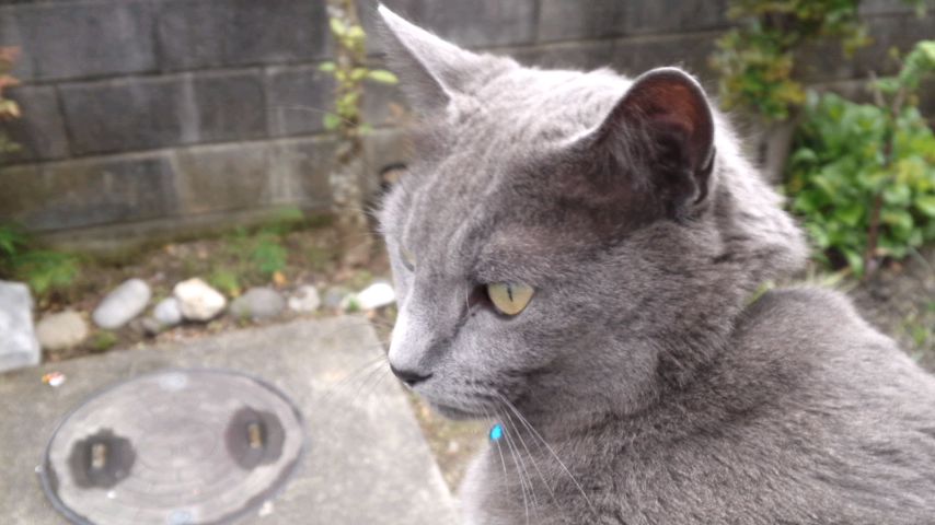 抱っこされたジョニー　4・26・2012.jpg