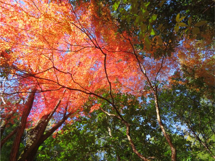 赤山禅寺 (28).jpg