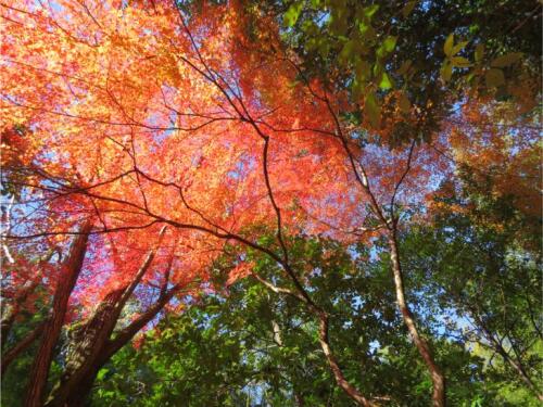 赤山禅寺 (28).jpg