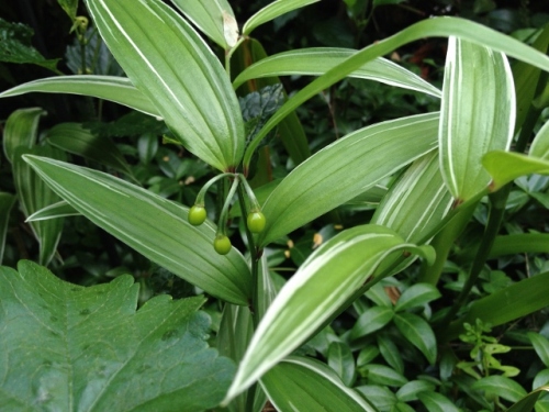 IMG_8947 (640x480).jpg