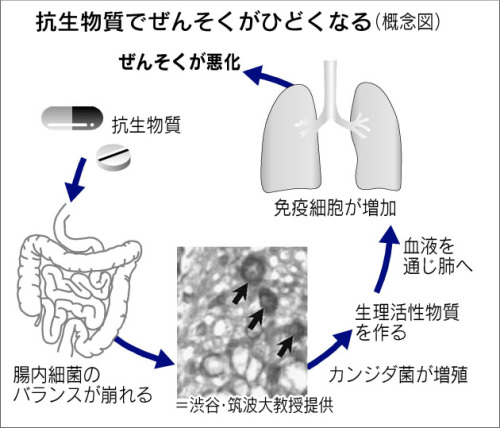 抗生物質で腸内細菌のバランスが崩れる.jpg