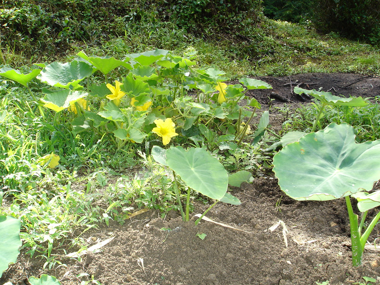 inaka00033.JPG
