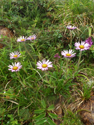 至仏山の花5.jpg