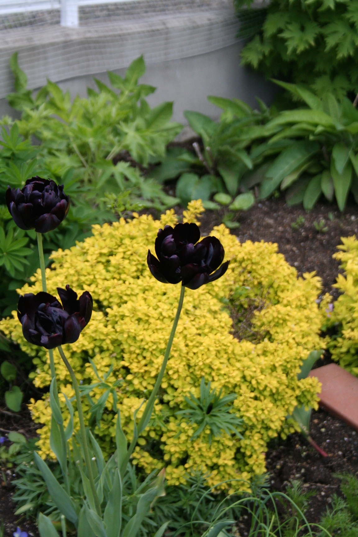 IMG_7506.jpg