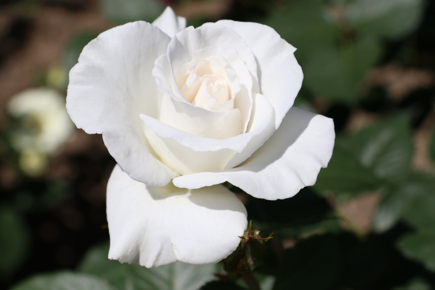 H41A5827.JPG