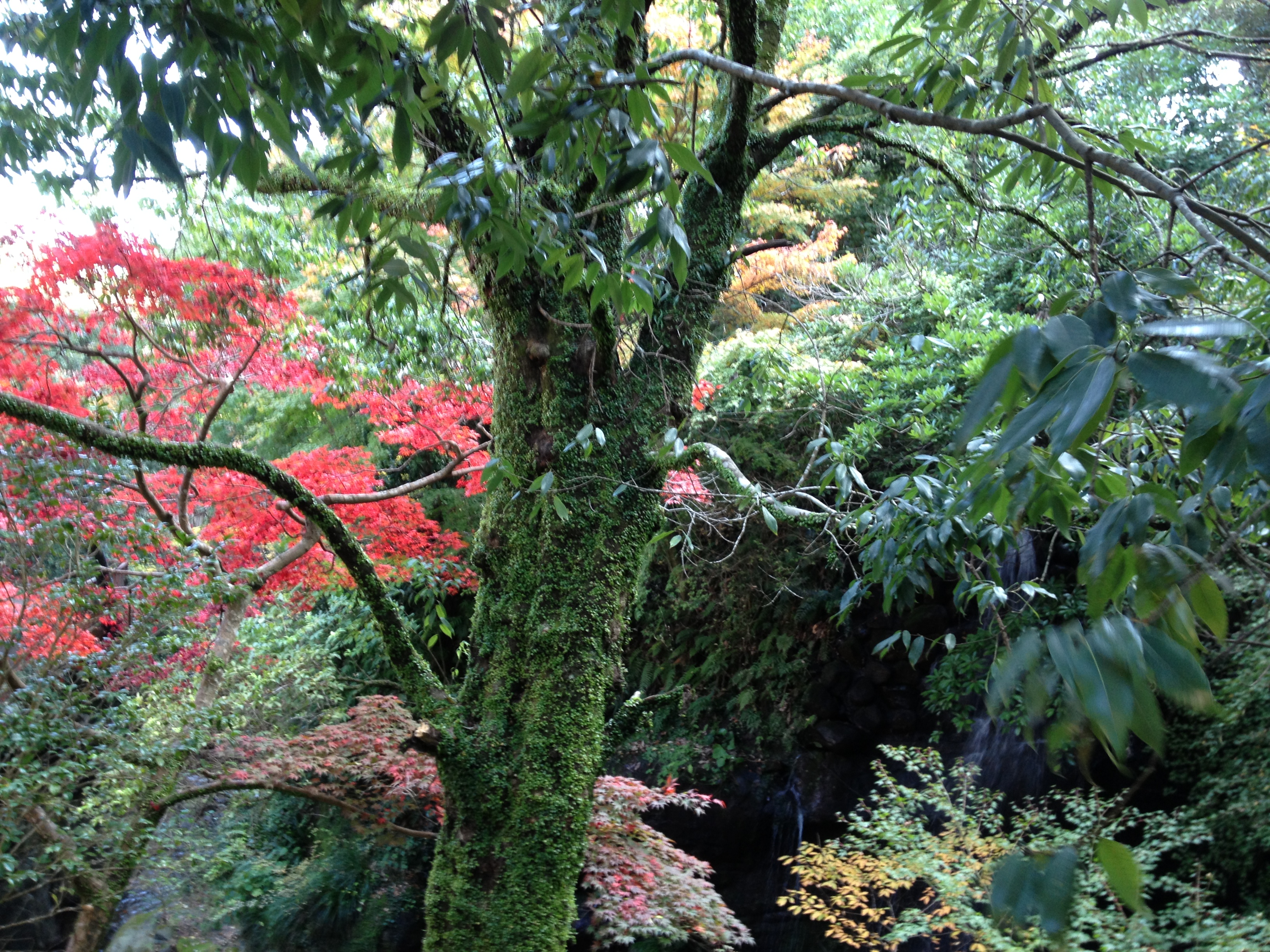 早雲寺、玉簾滝、湯河原 025.JPG