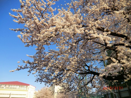 １５－４－１青葉台桜 006.JPG