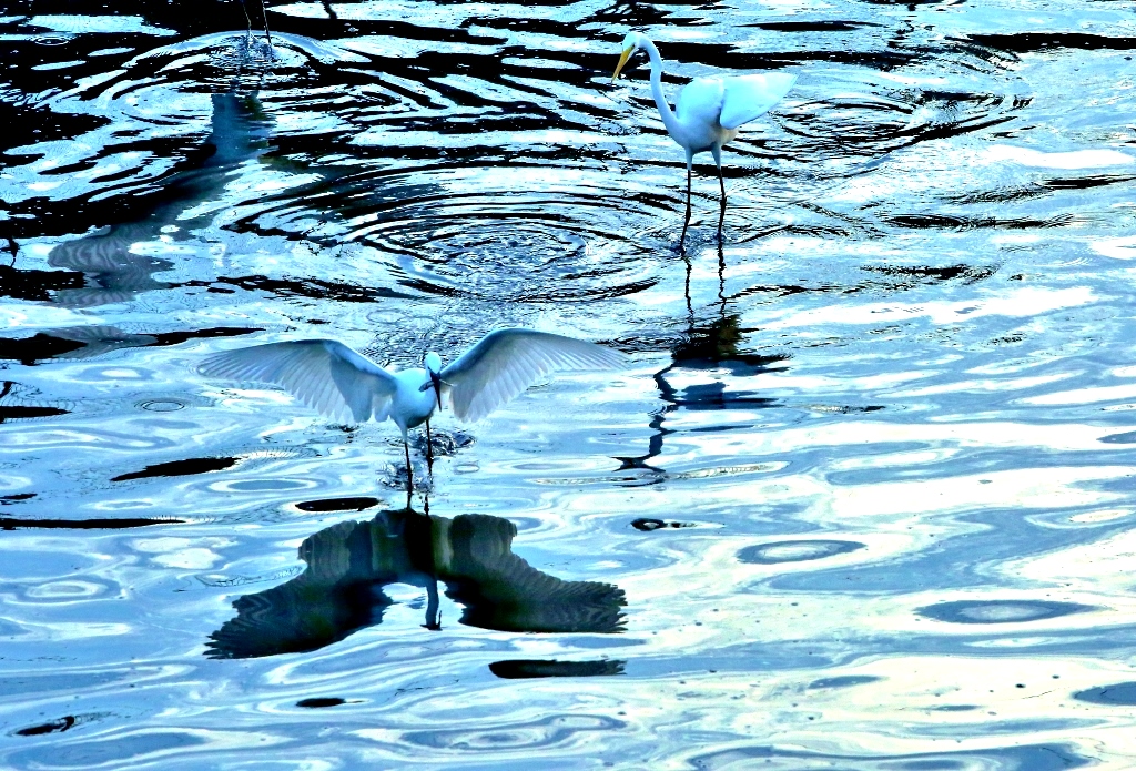 B97A6765 (1024x695).jpg