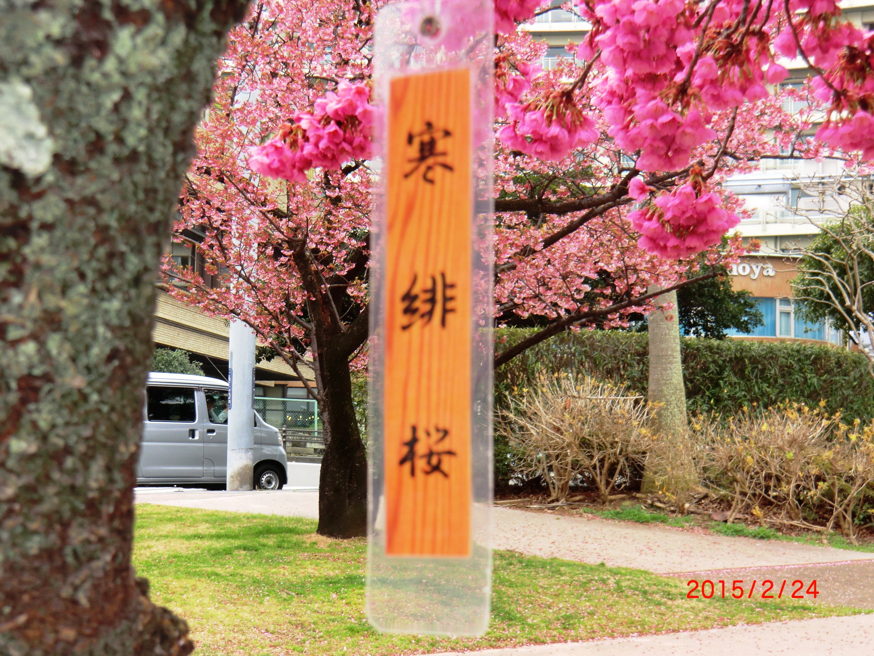 桜15-2-25 007.JPG