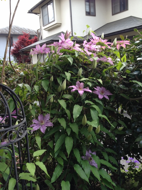 IMG_6936 (480x640).jpg