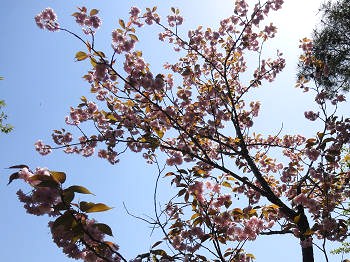 11.06　八重桜s.jpg