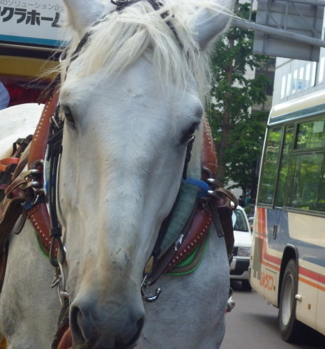 観光幌馬車