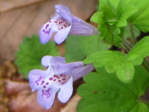 シソ科に共通する唇形花のカキドオシの花 4月中旬の昭和記念公園 こもれびの丘 での自然観察 その14 最終回 しろうと自然科学者の自然観察日記 楽天ブログ